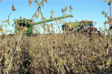 Por las lluvias peligra la cosecha en Entre Ríos y otras provincias