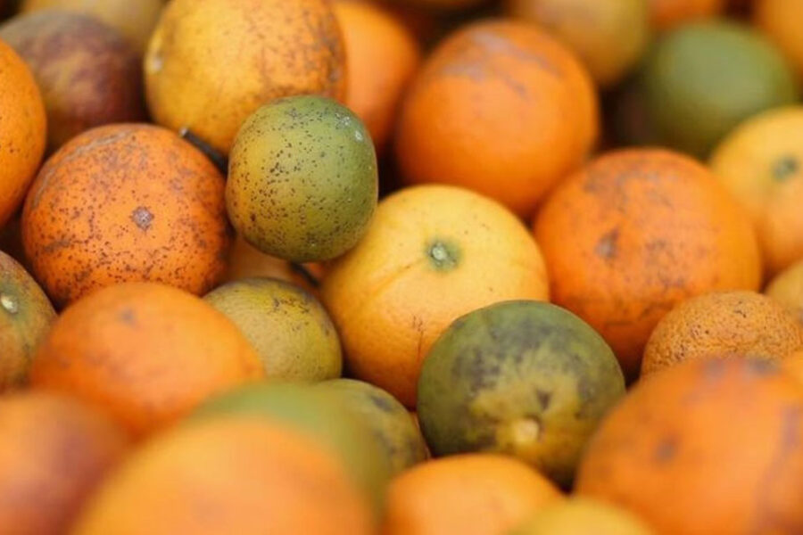 Bordet decretó emergencia en el sector citrícola por bacteria