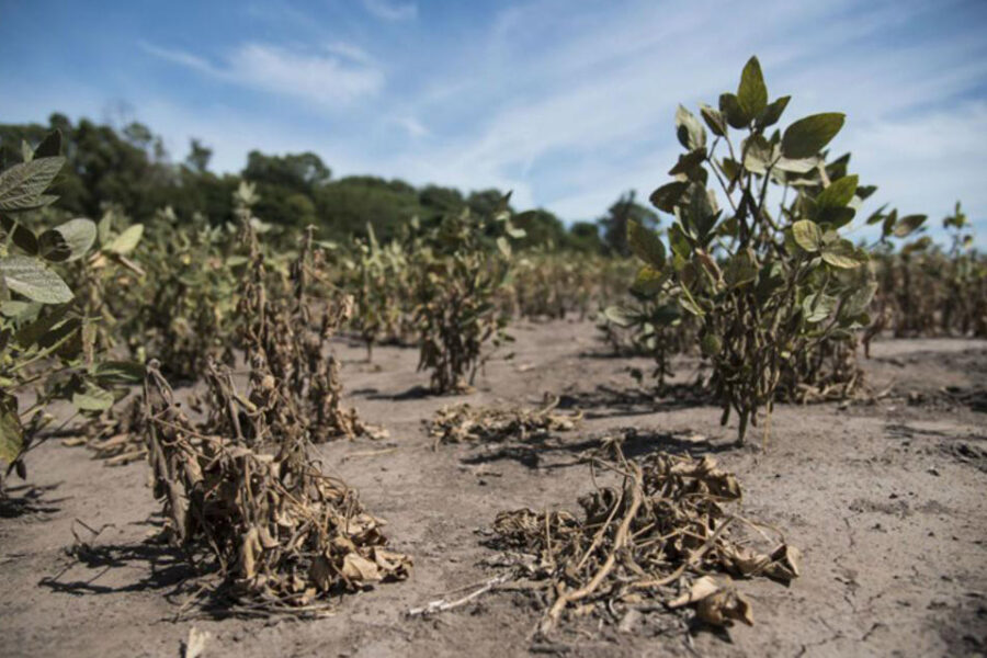 Para los productores, empeoró su situación económica, pero prevén una mejora para 2019 (situación en Entre Ríos)