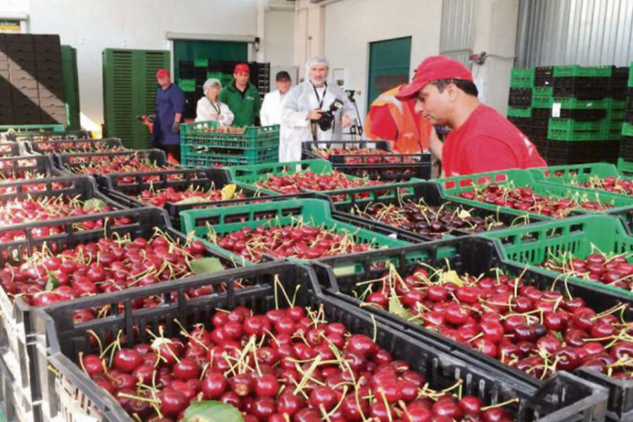 Alivio para economías regionales: parten a China cerezas y madera (salió carga de madereros desde Entre Ríos)