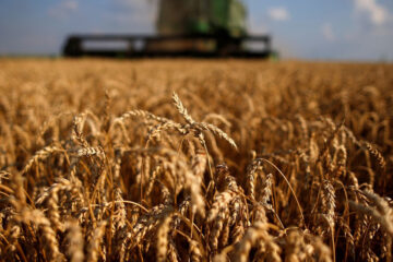 En Entre Ríos se cosechó la mejor campaña de trigo de los últimos 18 años