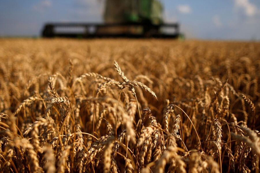 En Entre Ríos se cosechó la mejor campaña de trigo de los últimos 18 años