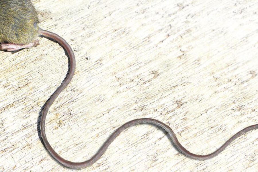 La larga cola del ratón (muerte entrerriana por hantavirus)