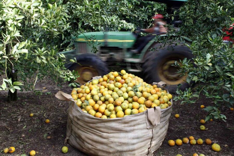 Las economías regionales, entre el estancamiento local y la ilusión exportadora (el citrus entrerriano)
