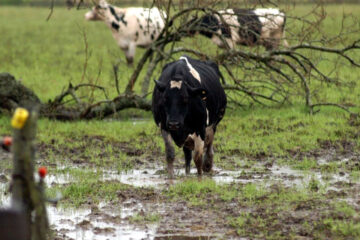 Advierten que los tambos están en una situación crítica en Entre Ríos