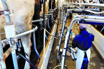 Fondos nacionales para aumentar 48{10b083c464b21a2e5b96ab7d1950c6efda5949816d8d4b699d6508628a11a647} la producción de leche en Entre Ríos