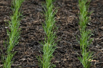 Entre Ríos: en los planes de siembra, el trigo suma más puntos a favor que en contra