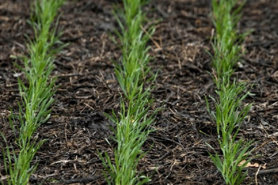 Entre Ríos: en los planes de siembra, el trigo suma más puntos a favor que en contra