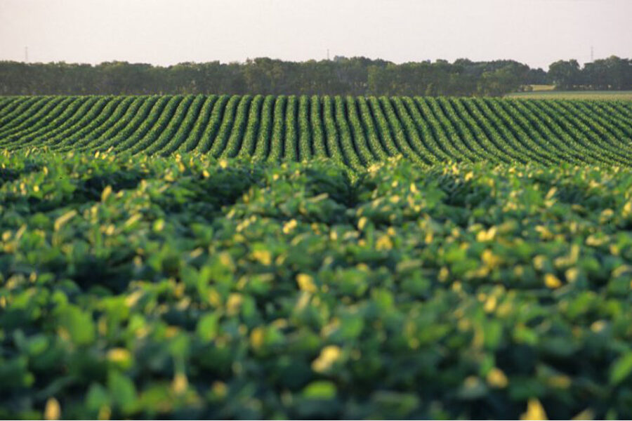 Rumores de que vuelven las retenciones a “porcentaje” (habla empresario entrerriano)