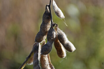 Afirman que la soja llegó a su piso y que los precios deben repuntar (referencia a Entre Ríos)