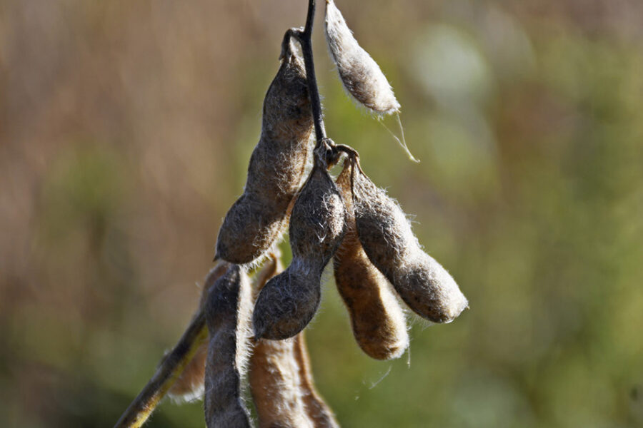 Afirman que la soja llegó a su piso y que los precios deben repuntar (referencia a Entre Ríos)