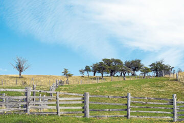 Todo lo que hay que saber antes de comprar un campo (los precios de la hectárea en Entre Ríos)