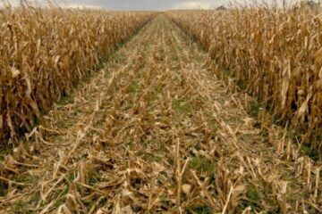 Entre Ríos: la cosecha de maíz llegó a 2,3 millones de toneladas y es récord