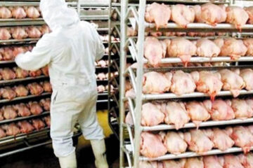 Se realizó la primera exportación de carne avícola a Canadá (empresa de Entre Ríos)