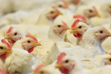 Argentina exportó por primera vez carne de pollo a Canadá (logro de empresa entrerriana)