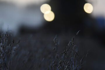 Entre Ríos: la superficie sembrada con soja cayó pero el balance de la cosecha es positivo