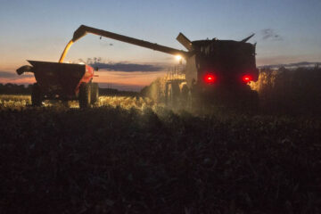 Maíz: se cosechó el 37{10b083c464b21a2e5b96ab7d1950c6efda5949816d8d4b699d6508628a11a647} de las 6 millones de hectáreas sembradas (recolección en Entre Ríos)