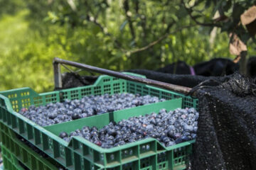 Arándanos: ya se siembran 28.000 hectáreas y se exporta el 95{10b083c464b21a2e5b96ab7d1950c6efda5949816d8d4b699d6508628a11a647} de la producción (referencia a Entre Ríos)