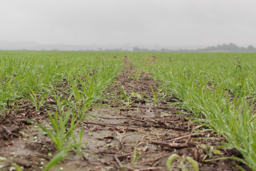 La siembra de trigo pisa el acelerador: se implantó el 36{10b083c464b21a2e5b96ab7d1950c6efda5949816d8d4b699d6508628a11a647} del área proyectada (progresos en Entre Ríos)