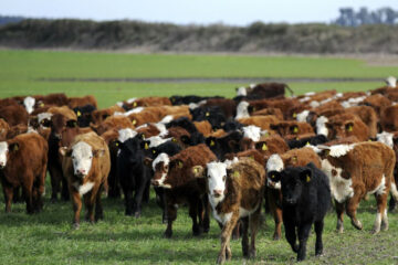 Remates y juras ganaderas en la exposición nacional de Río Cuarto (referencia al entrerriano Etchevehere)