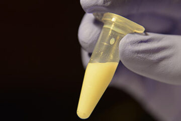 Hallan una molécula clave de la leche materna (datos sobre Entre Ríos)