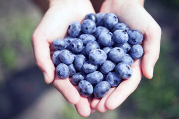 La empresa que se enfocó en la tecnología del cultivo para asegurar mercados (con plantaciones en Entre Ríos)