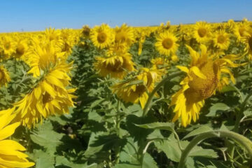 La historia del girasol, un cultivo sagrado que llegó al país por las persecuciones de los zares rusos (inmigrantes en Entre Ríos)