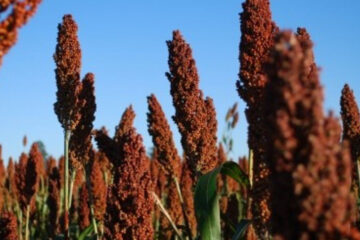 Se trilló el 70{10b083c464b21a2e5b96ab7d1950c6efda5949816d8d4b699d6508628a11a647} del sorgo y se proyectan unas 2,5 millones de toneladas (cosecha demorada en Entre Ríos)