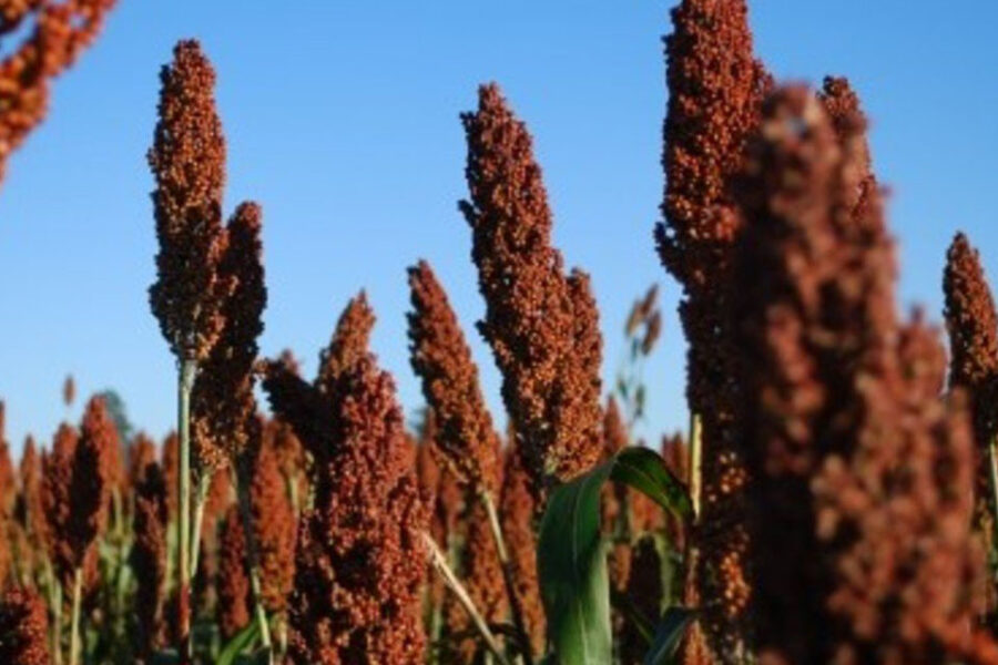 Se trilló el 70{10b083c464b21a2e5b96ab7d1950c6efda5949816d8d4b699d6508628a11a647} del sorgo y se proyectan unas 2,5 millones de toneladas (cosecha demorada en Entre Ríos)