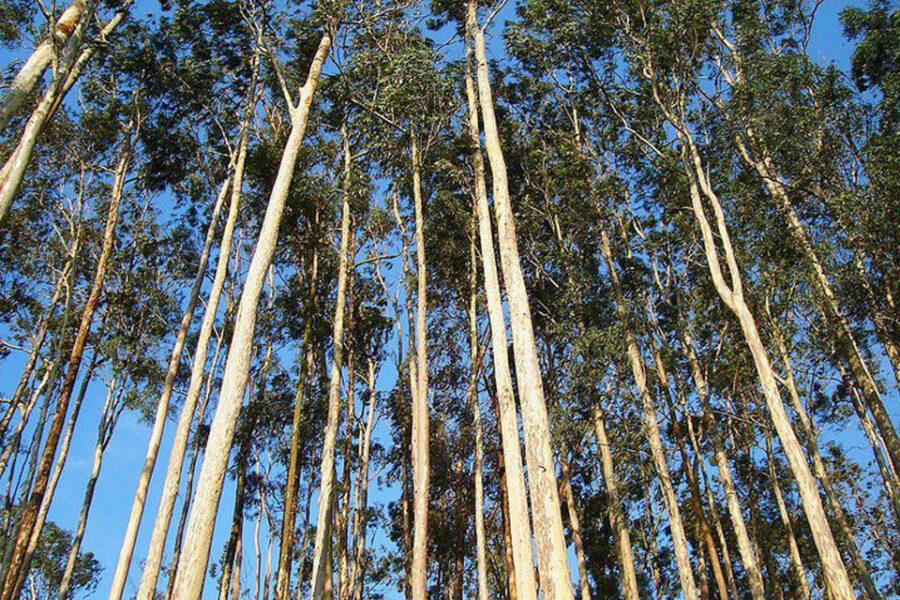 En diez años, el sector forestal quiere alcanzar las 2 millones de hectáreas de árboles plantados (Entre Ríos, provincia productora)