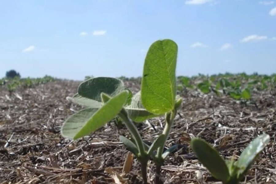 Casos exitosos donde la soja rompió los techos productivos (uno en Entre Ríos)