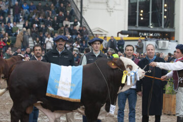 “Caldén”, el toro de Entre Ríos que se coronó como el Gran Campeón Macho de la raza Braford