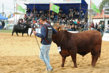 Las ganaderías de la región, desafío de crecer en producción pero horizonte claro (Entre Ríos y el pollo)