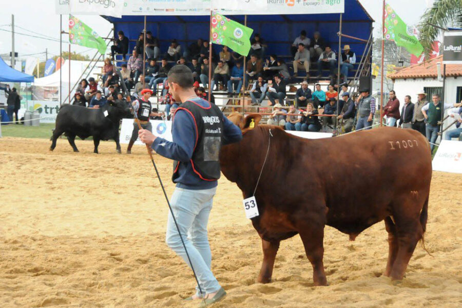 Las ganaderías de la región, desafío de crecer en producción pero horizonte claro (Entre Ríos y el pollo)