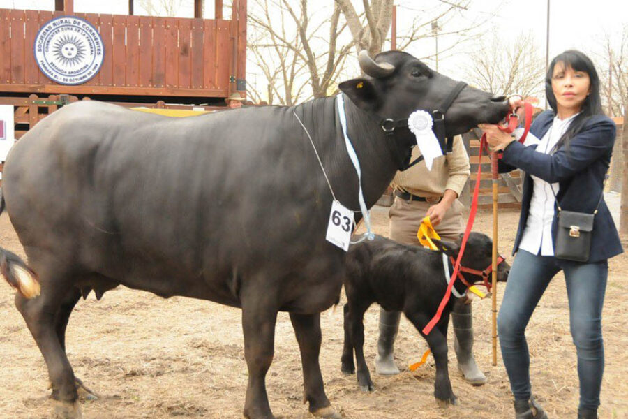 Se afianza la producción de carne de búfalo en las zonas marginales del norte (presencia en Entre Ríos)