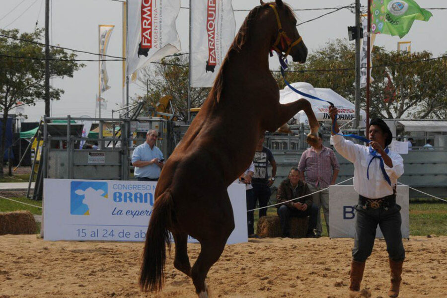 Expoagro en Corrientes: los caballos, una de las grandes atracciones (participaron criadores entrerrianos)