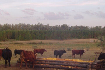 Cáscaras, pulpa y semillas de cítricos, una alternativa forrajera para las vacas (investigación en Entre Ríos)