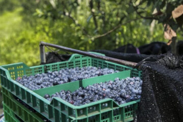 En ocho años, la superficie sembrada con arándanos cayó un 57{10b083c464b21a2e5b96ab7d1950c6efda5949816d8d4b699d6508628a11a647} en la Argentina (el sector se reunió en Concordia)