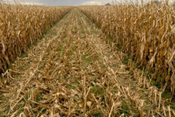 Se confirma la cosecha récord de maíz en Entre Ríos: es la más alta en 19 años