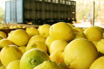 Una campaña difícil para los cítricos, con costos en alza, problemas de calidad y rentabilidad (situación en Entre Ríos)