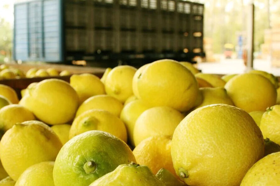 Una campaña difícil para los cítricos, con costos en alza, problemas de calidad y rentabilidad (situación en Entre Ríos)