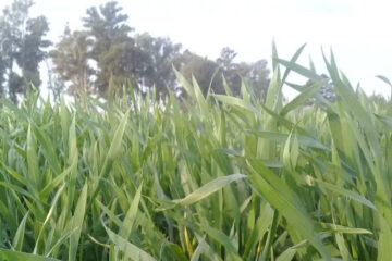 Alivio parcial por las lluvias en las zonas con falta de humedad (precipitaciones en Entre Ríos)