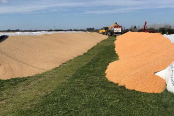 Historias de vida detrás de los ataques a los silo bolsas de soja (productor con trabajos en Entre Ríos)