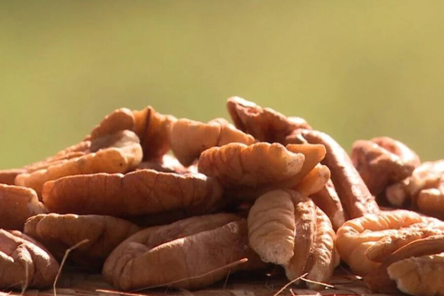 Una idea innovadora: procesar la nuez pecán para obtener aceite extra virgen de calidad gourmet (las compran en Entre Ríos)