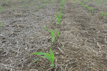 Se esperan lluvias durante la semana pero sólo para la región centro-este del país (pronóstico para Entre Ríos)