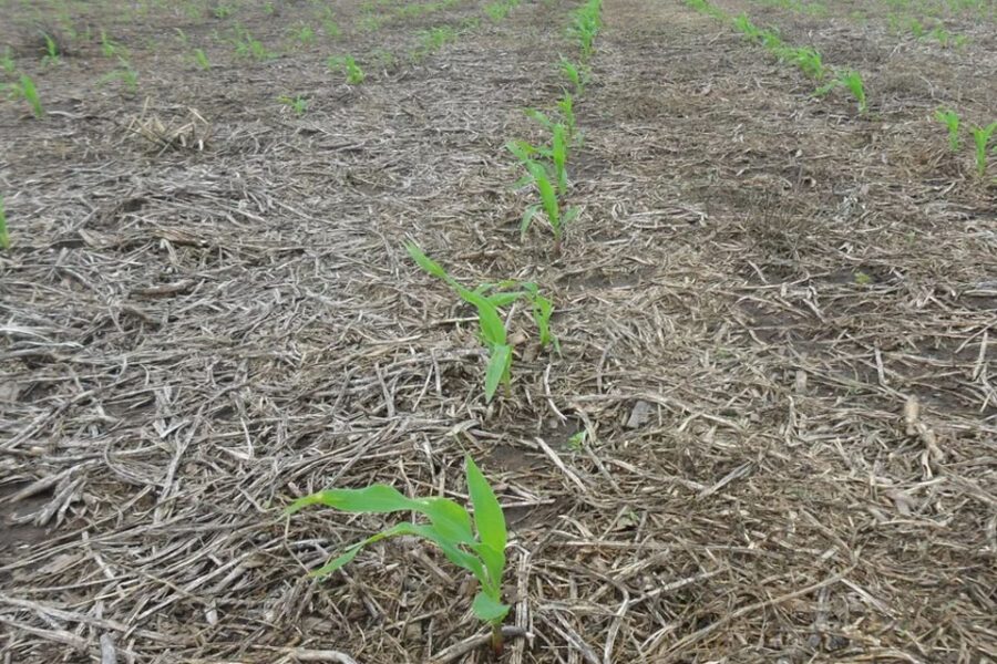 Se esperan lluvias durante la semana pero sólo para la región centro-este del país (pronóstico para Entre Ríos)