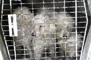 Rescate de 15 perros