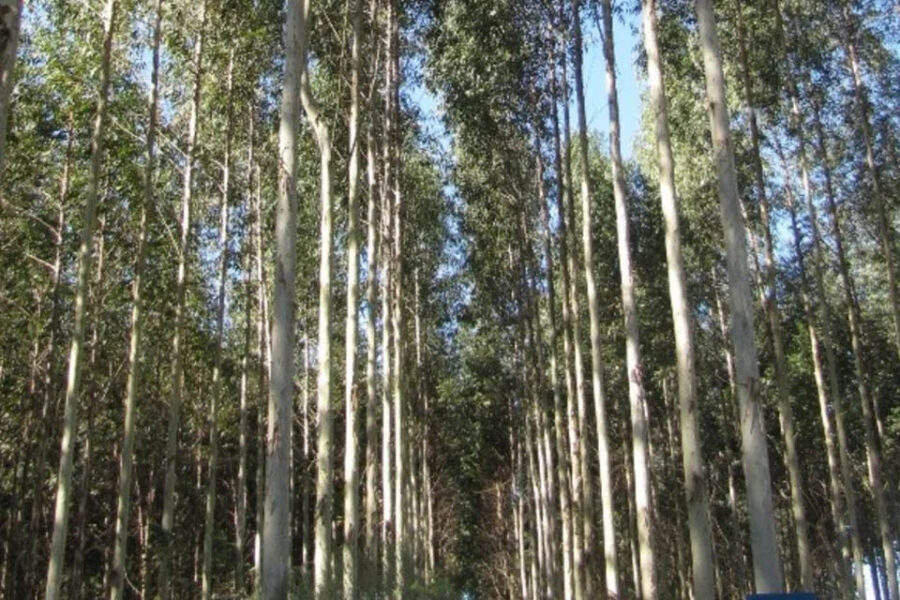 Mejoran híbridos de eucalipto a partir de la clonación (en Entre Ríos)