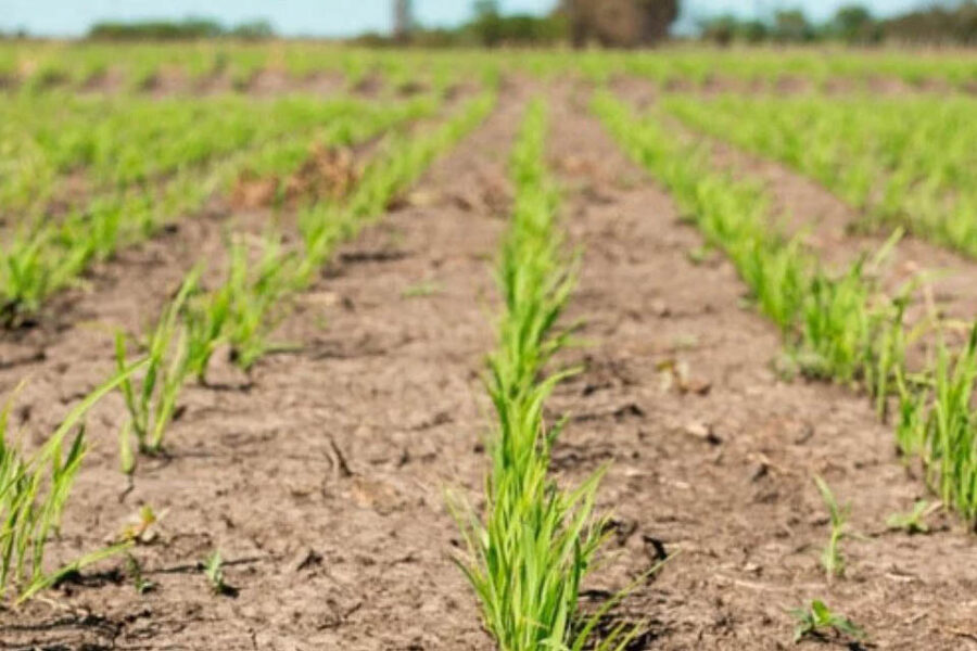 La campaña arrocera arranca con mucho viento en contra en el Litoral (situación en Entre Ríos)