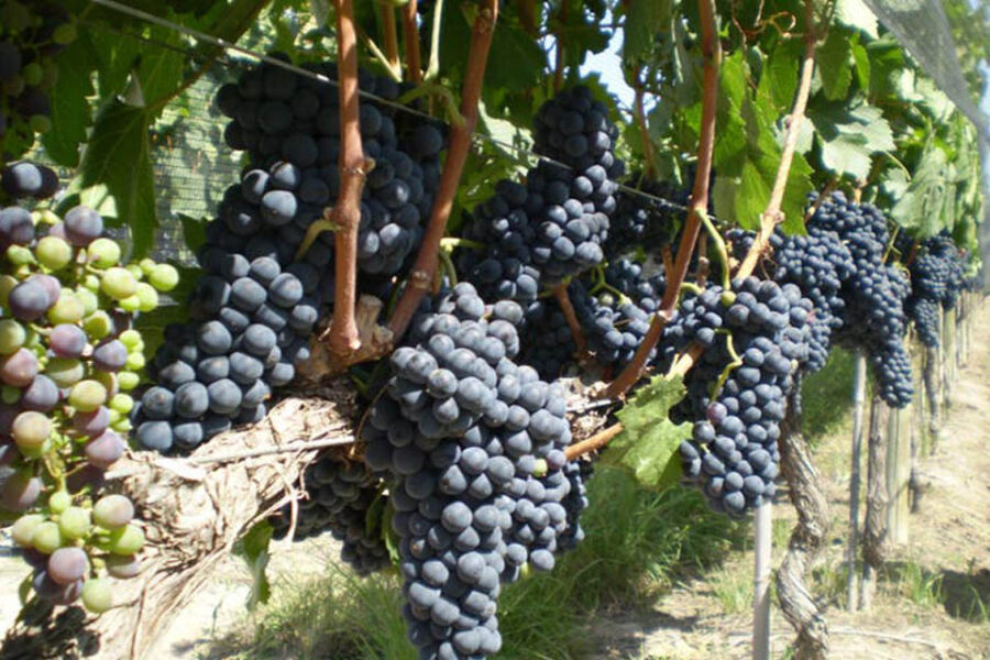 Entre Ríos vuelve a producir vino después de 60 años de prohibición